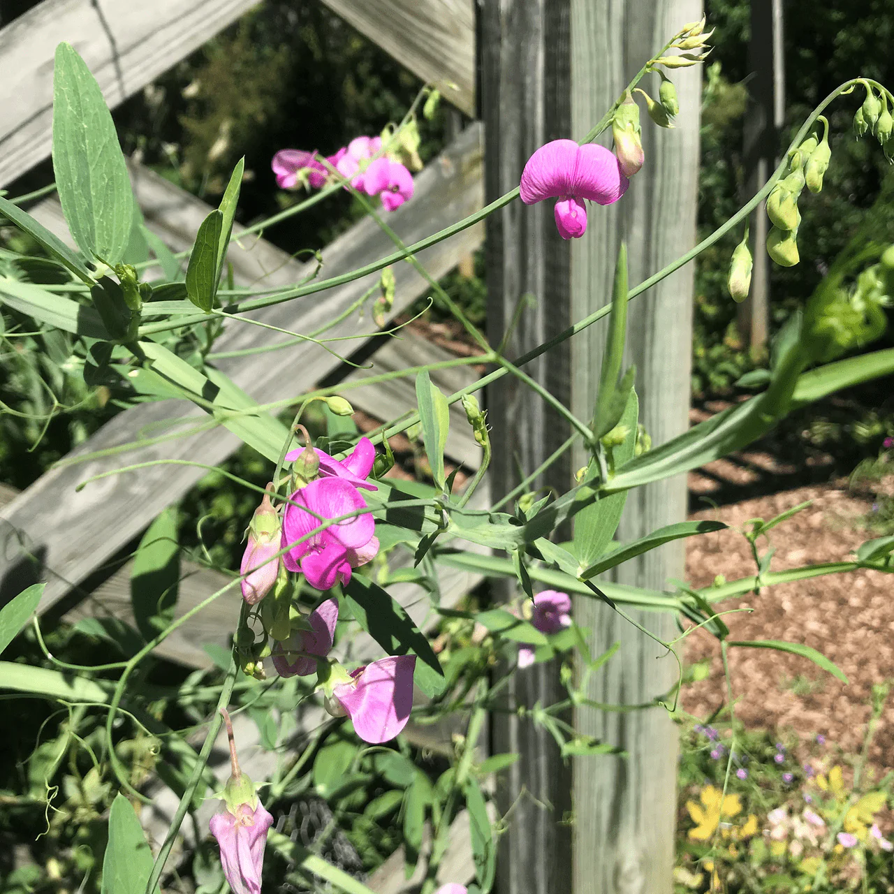 Perennial Pea Seeds (Lathyrus latifolius) - Image 2