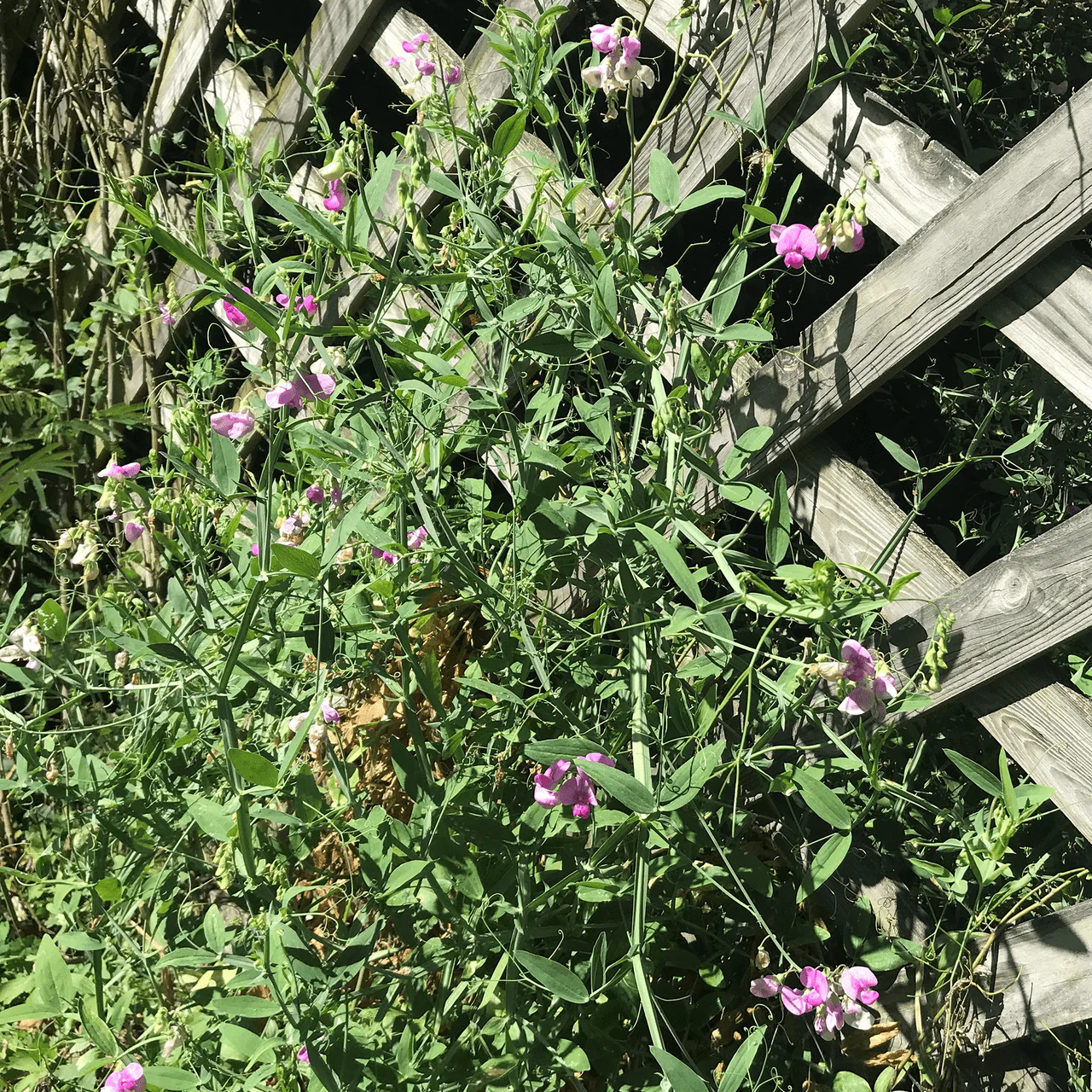Perennial Pea Seeds (Lathyrus latifolius) - Image 3