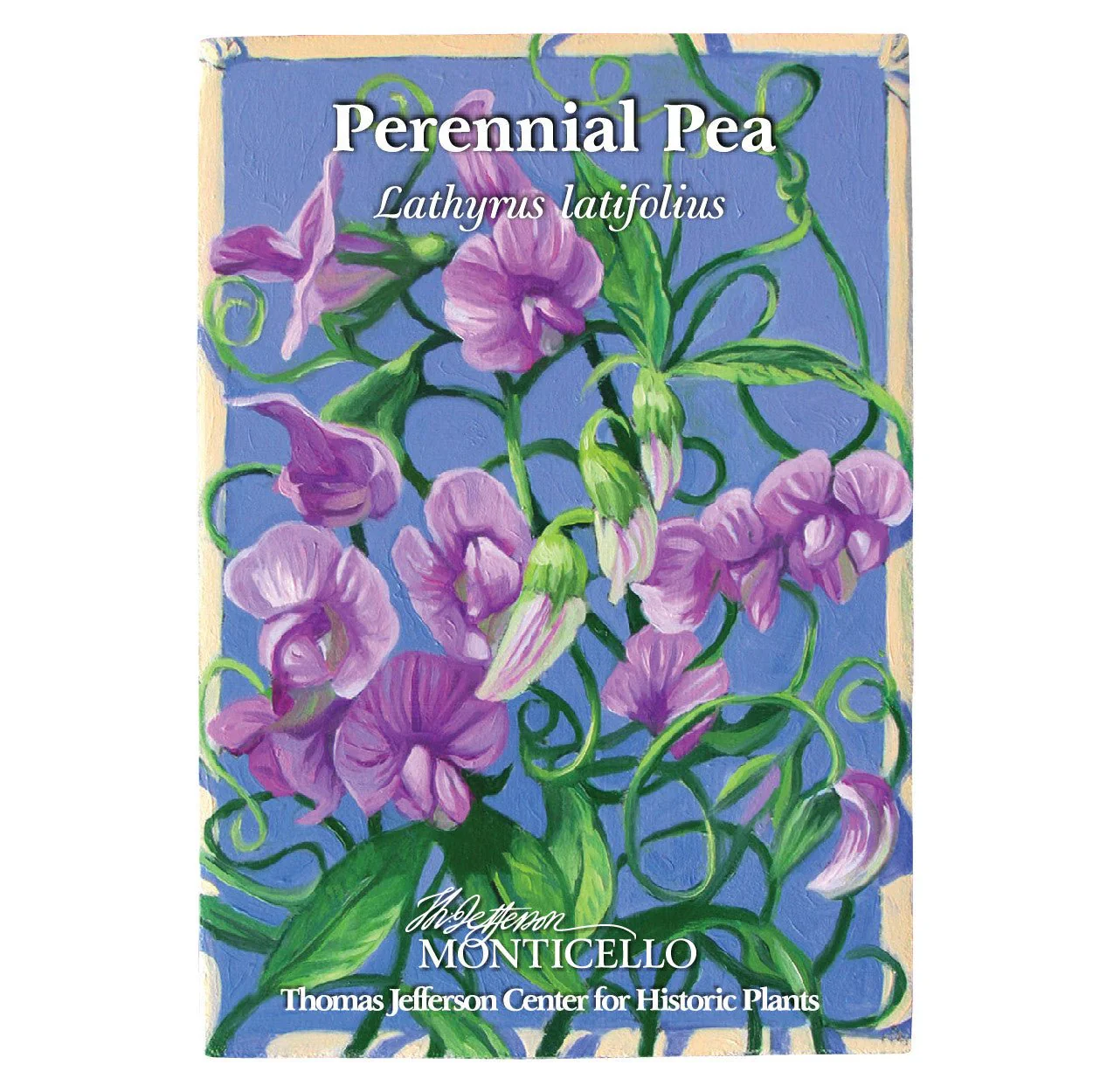 Perennial Pea Seeds (Lathyrus latifolius) - Image 4