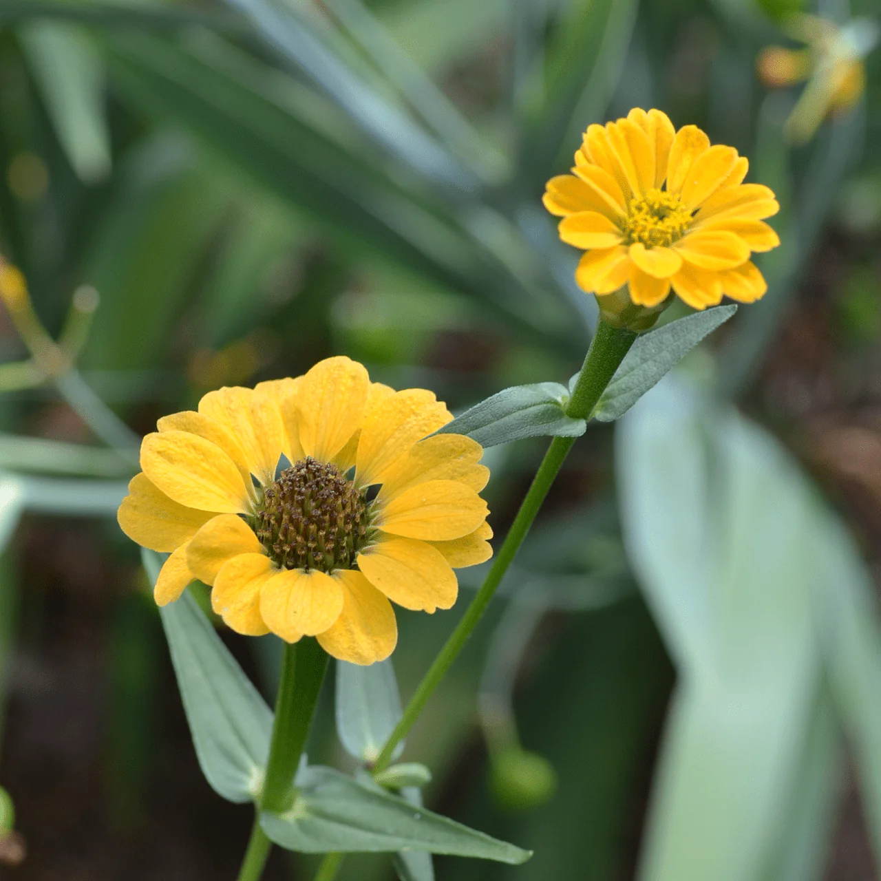 Peruvian Zinnia Seeds (Zinnia peruviana) - Image 3