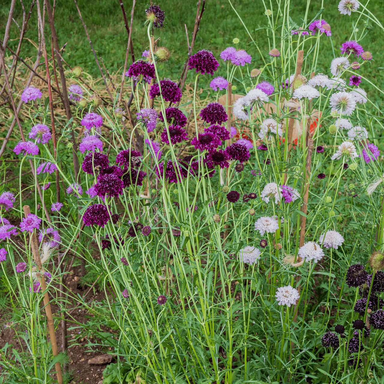Pincushion Flower Seeds (Scabiosa atropurpurea) - Image 2
