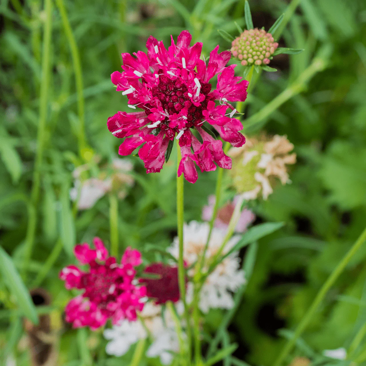 Pincushion Flower Seeds (Scabiosa atropurpurea) - Image 3