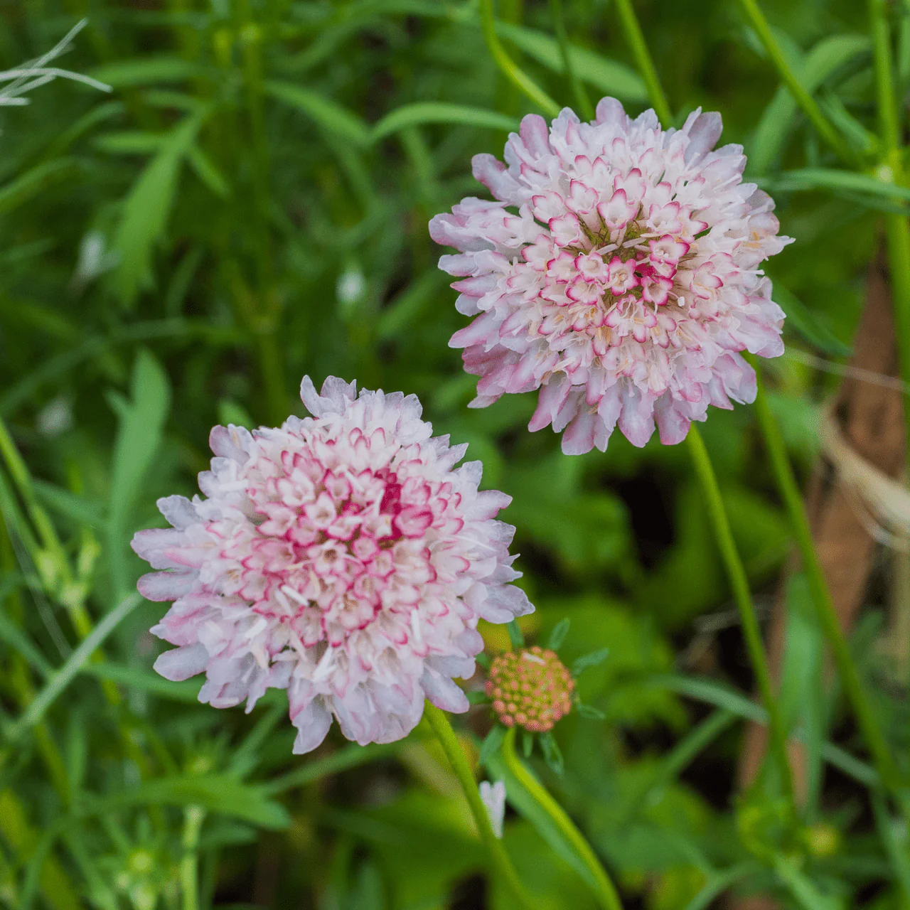 Pincushion Flower Seeds (Scabiosa atropurpurea) - Image 4