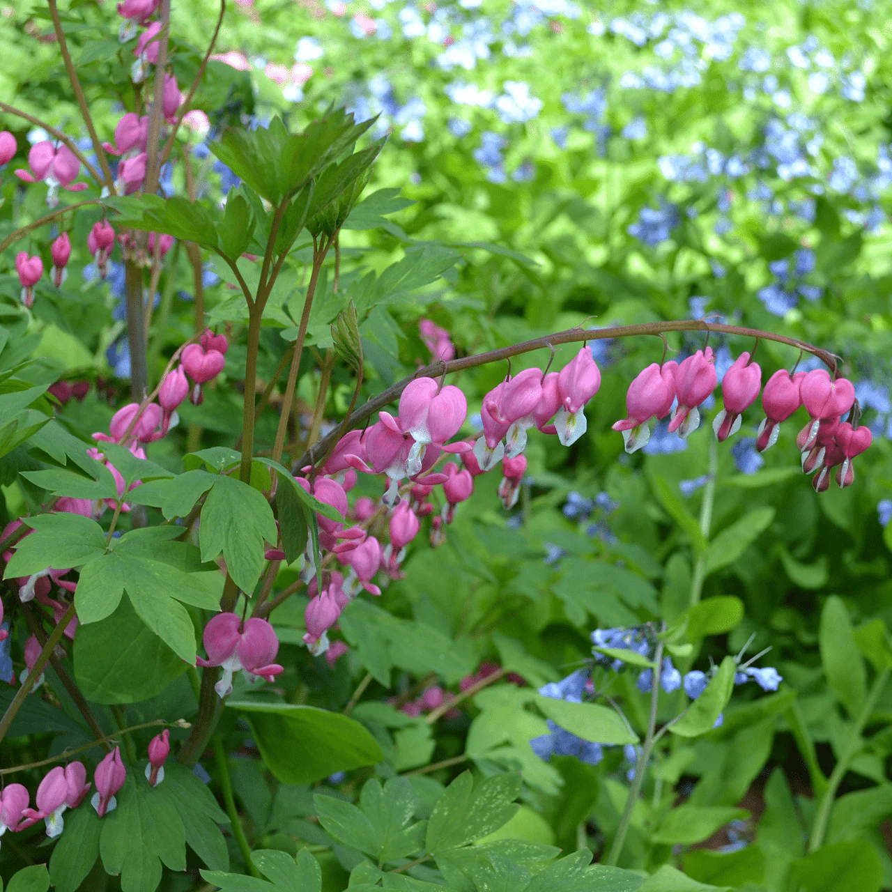 Pink Bleeding Heart (Dicentra spectabilis) - Image 2