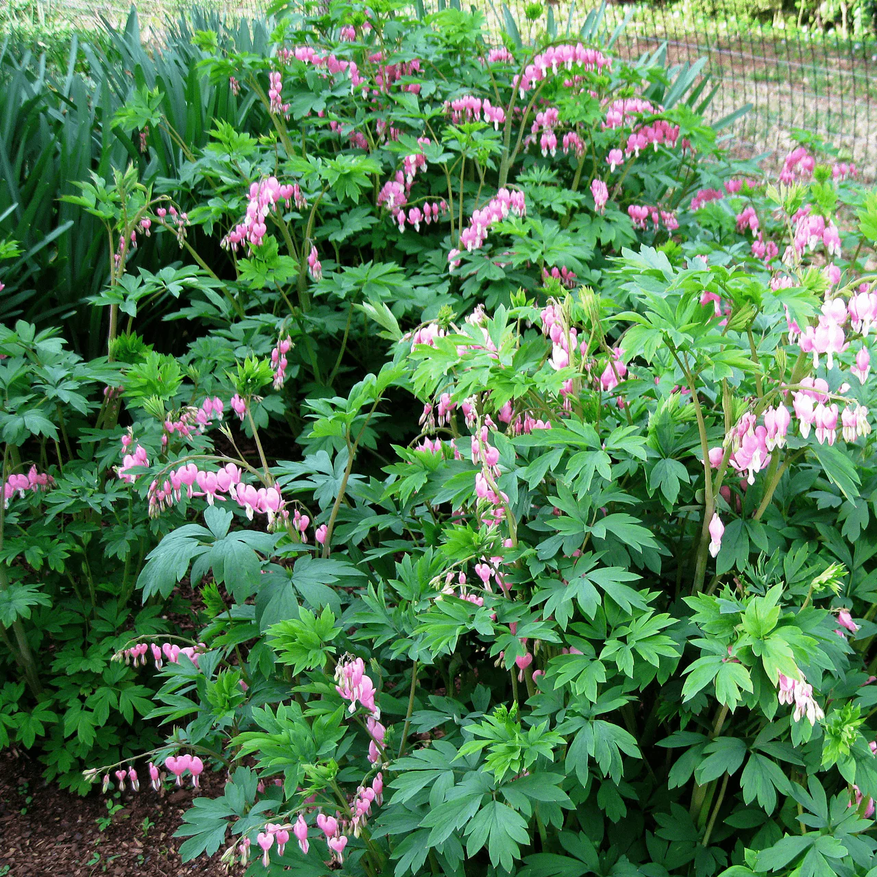Pink Bleeding Heart (Dicentra spectabilis) - Image 3