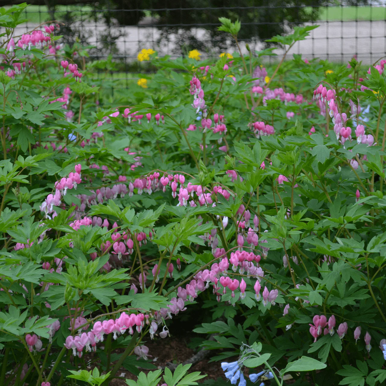 Pink Bleeding Heart (Dicentra spectabilis) - Image 4