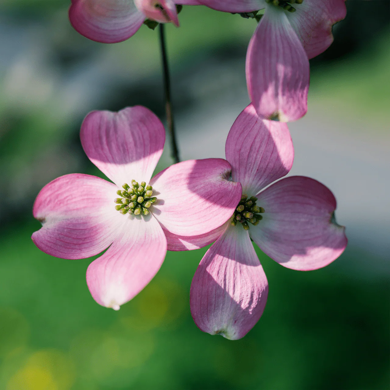Pink Flowering Dogwood (Cornus florida rubra)
