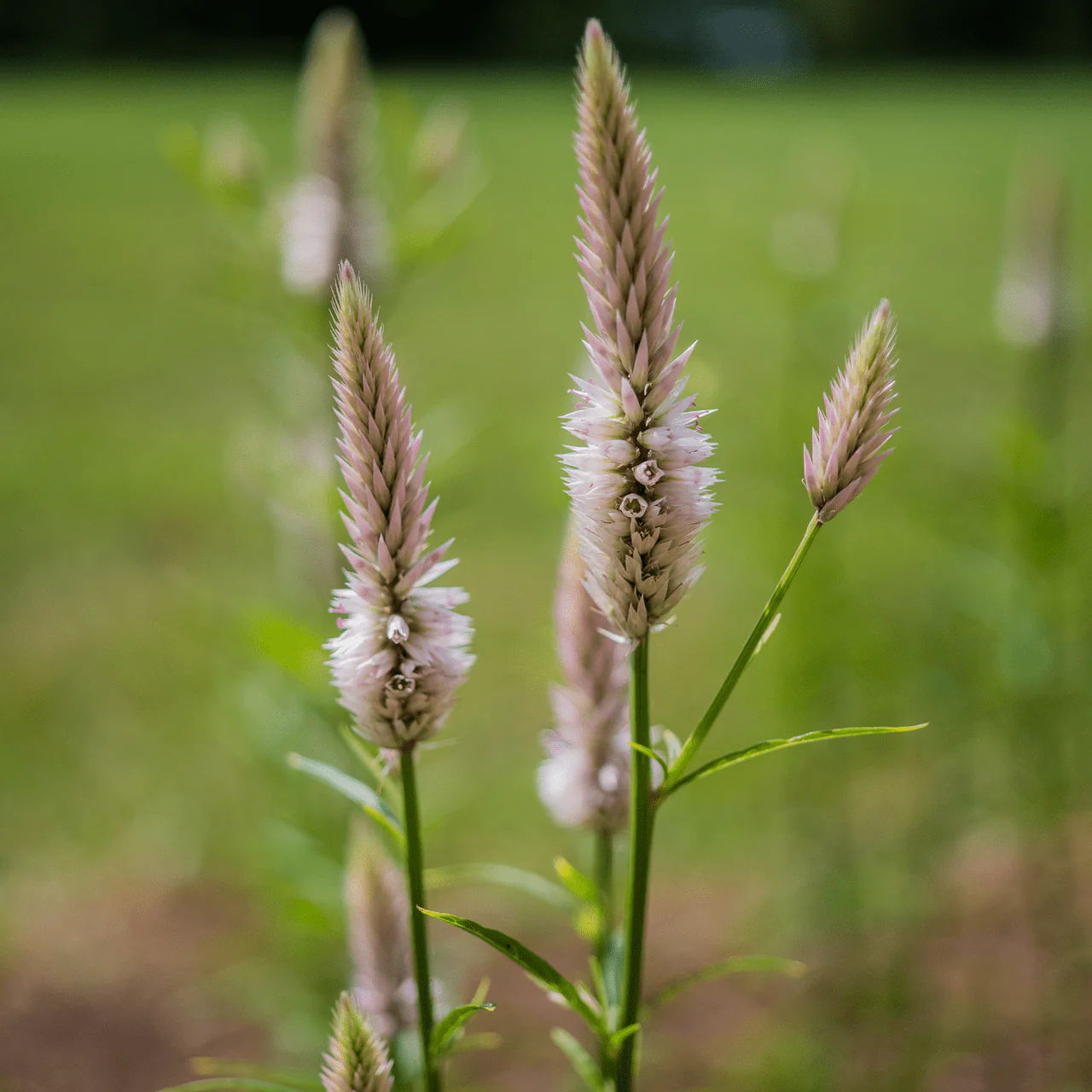 Pink-spiked Celosia Seeds (Celosia argentea var. spicata) - Image 3