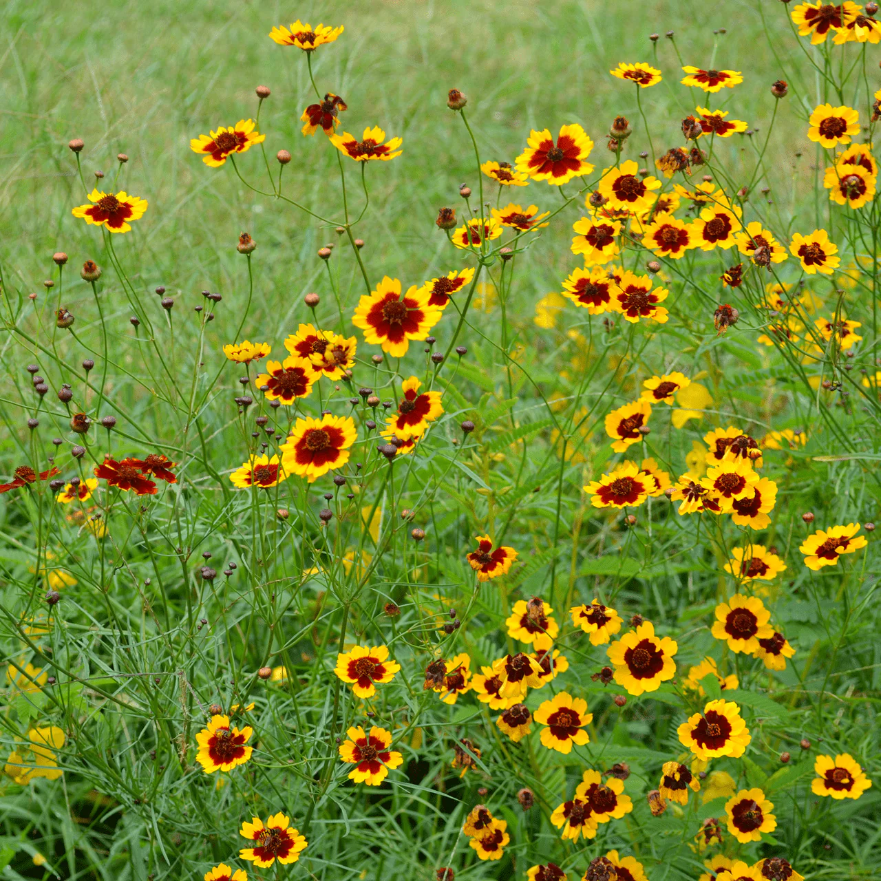 Plains Coreopsis Seeds (Coreopsis tinctoria) - Image 2