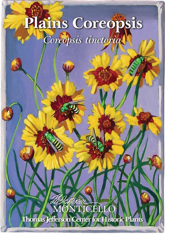 Plains Coreopsis Seeds (Coreopsis tinctoria) - Image 3