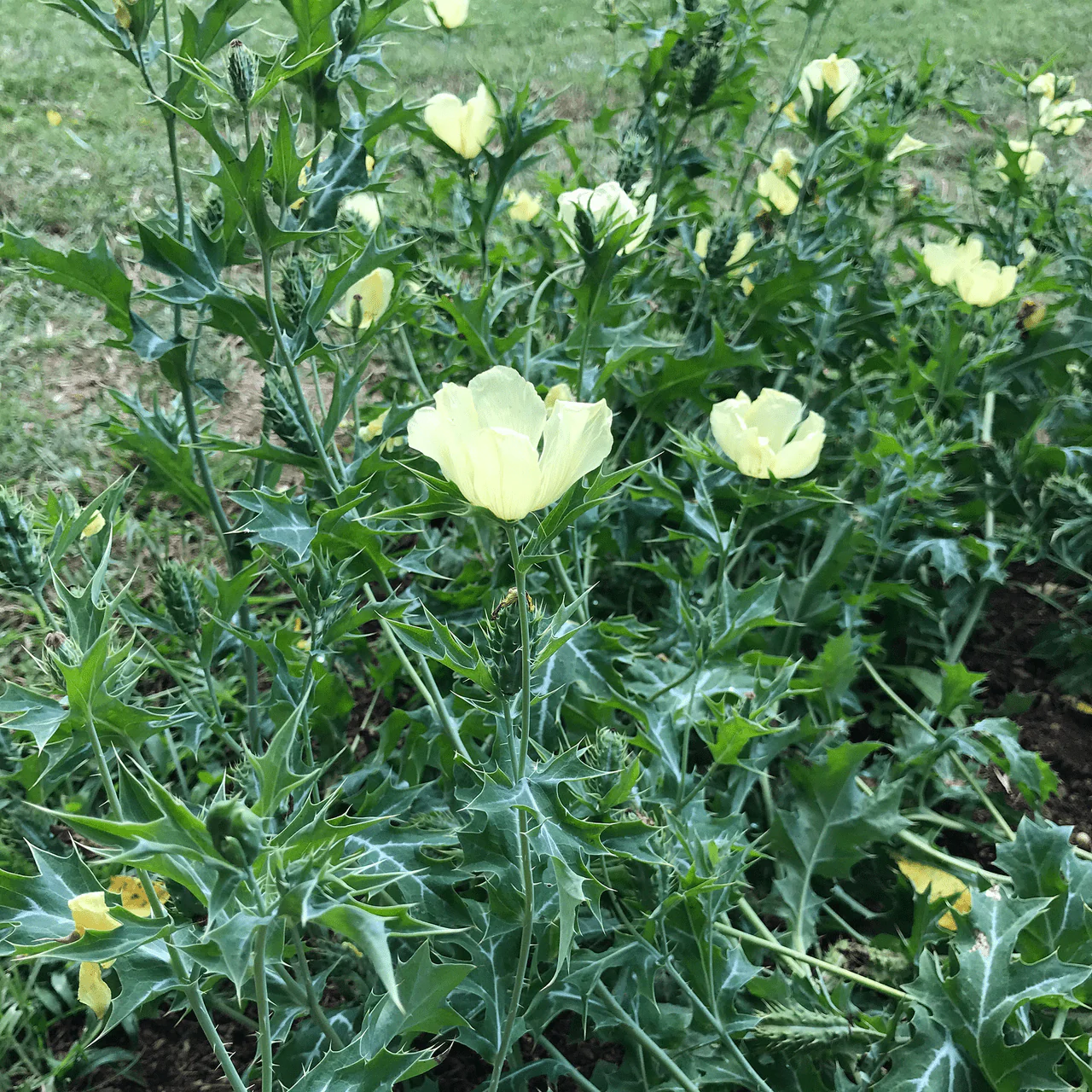Prickly Poppy Seeds (Argemone mexicana) - Image 3