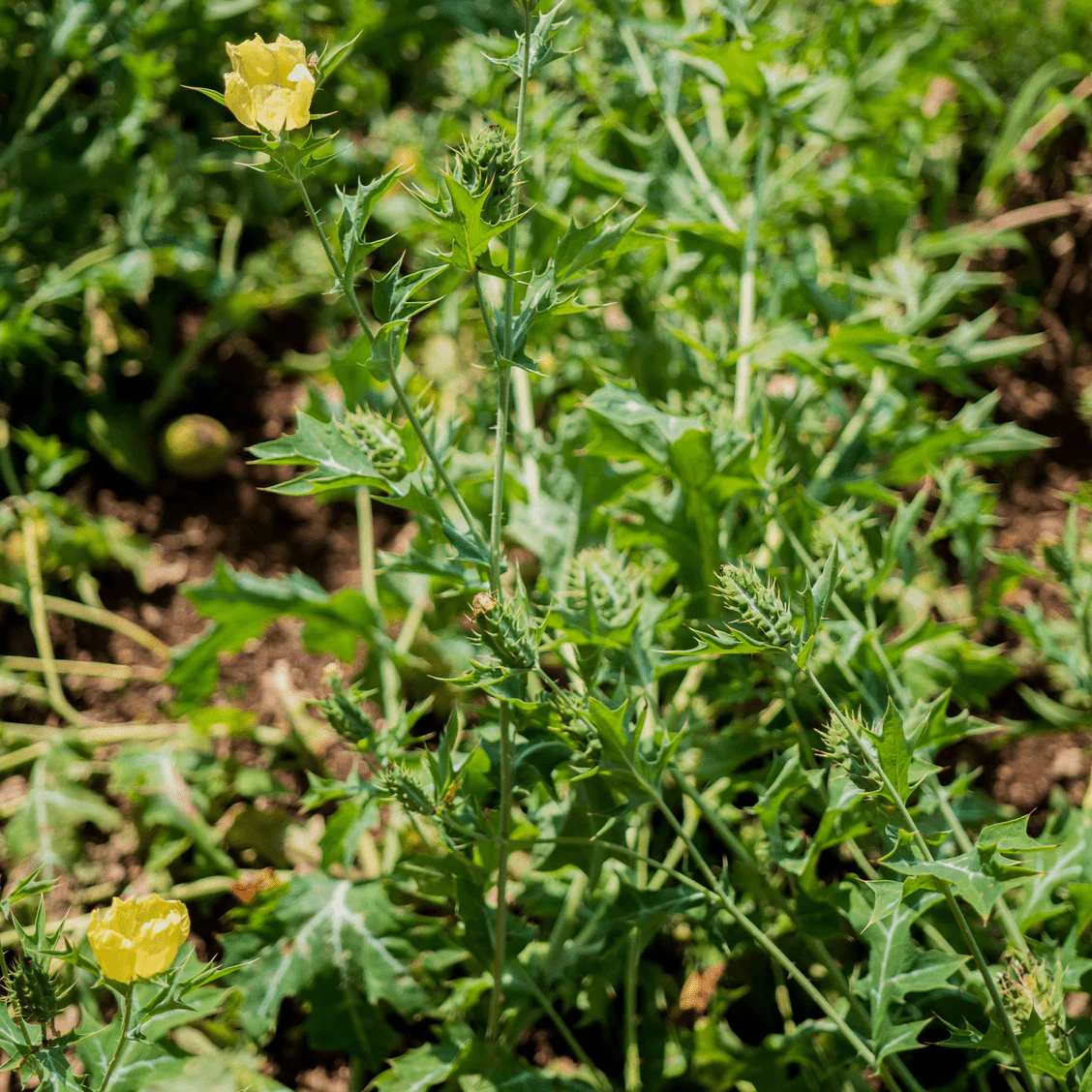 Prickly Poppy Seeds (Argemone mexicana) - Image 4