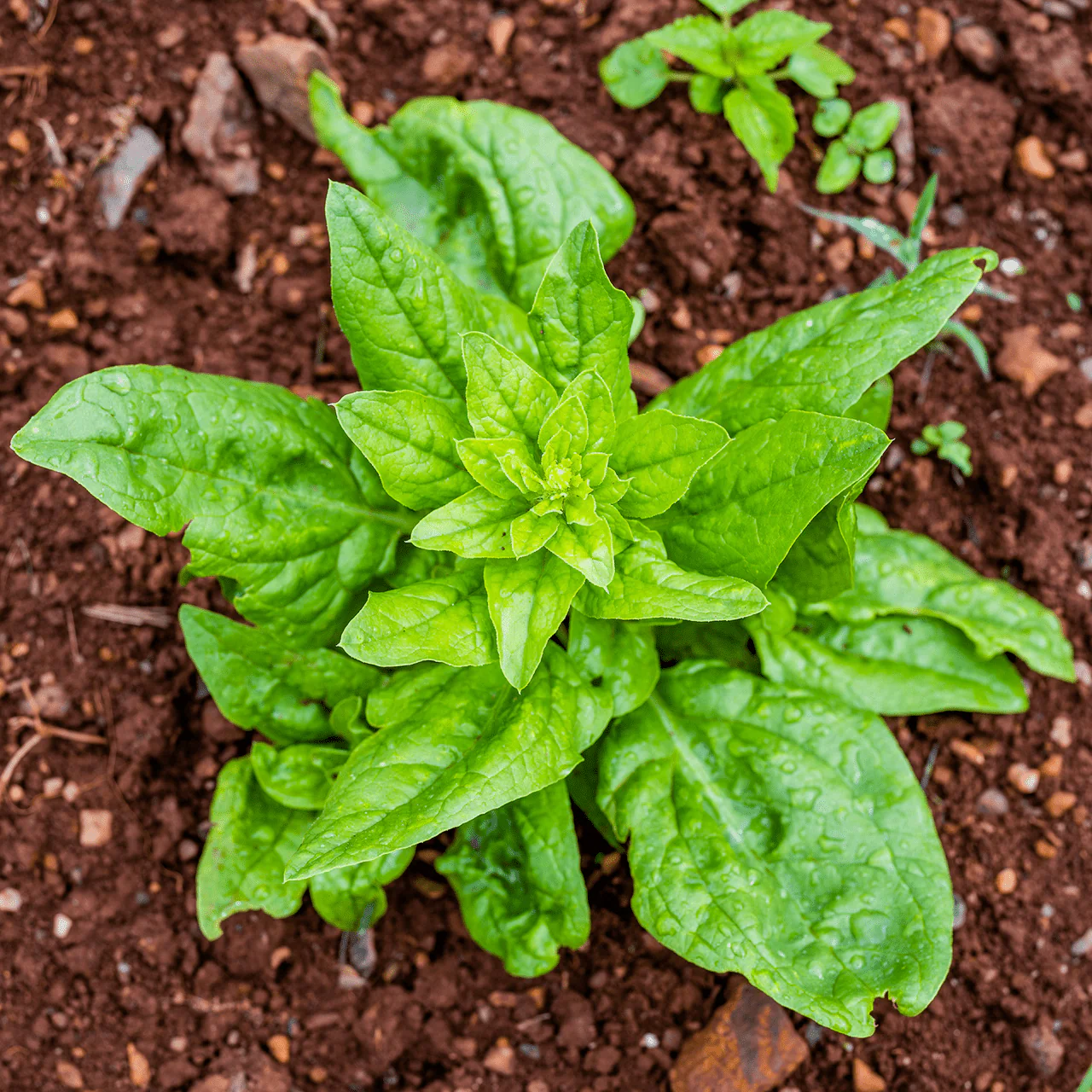 Prickly-seeded Spinach Seeds (Spinacia oleracea)