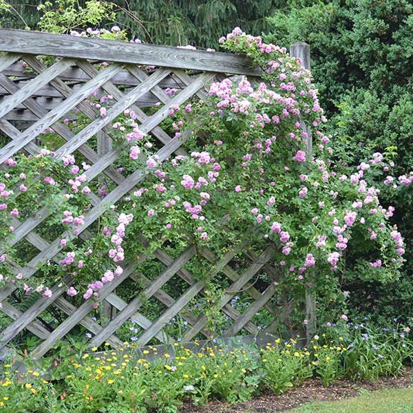 Pride of Washington Rose (Rosa setigera cv.) - Image 2