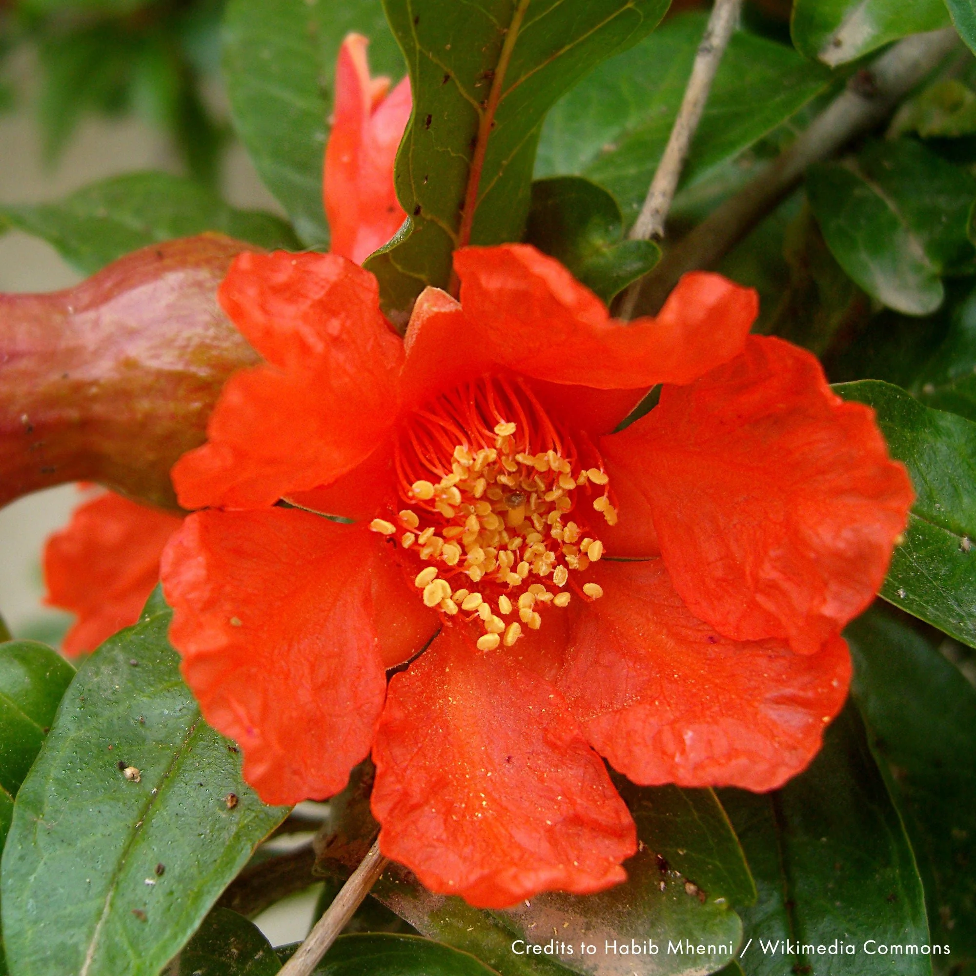 Pomegranate (Punica granatum)