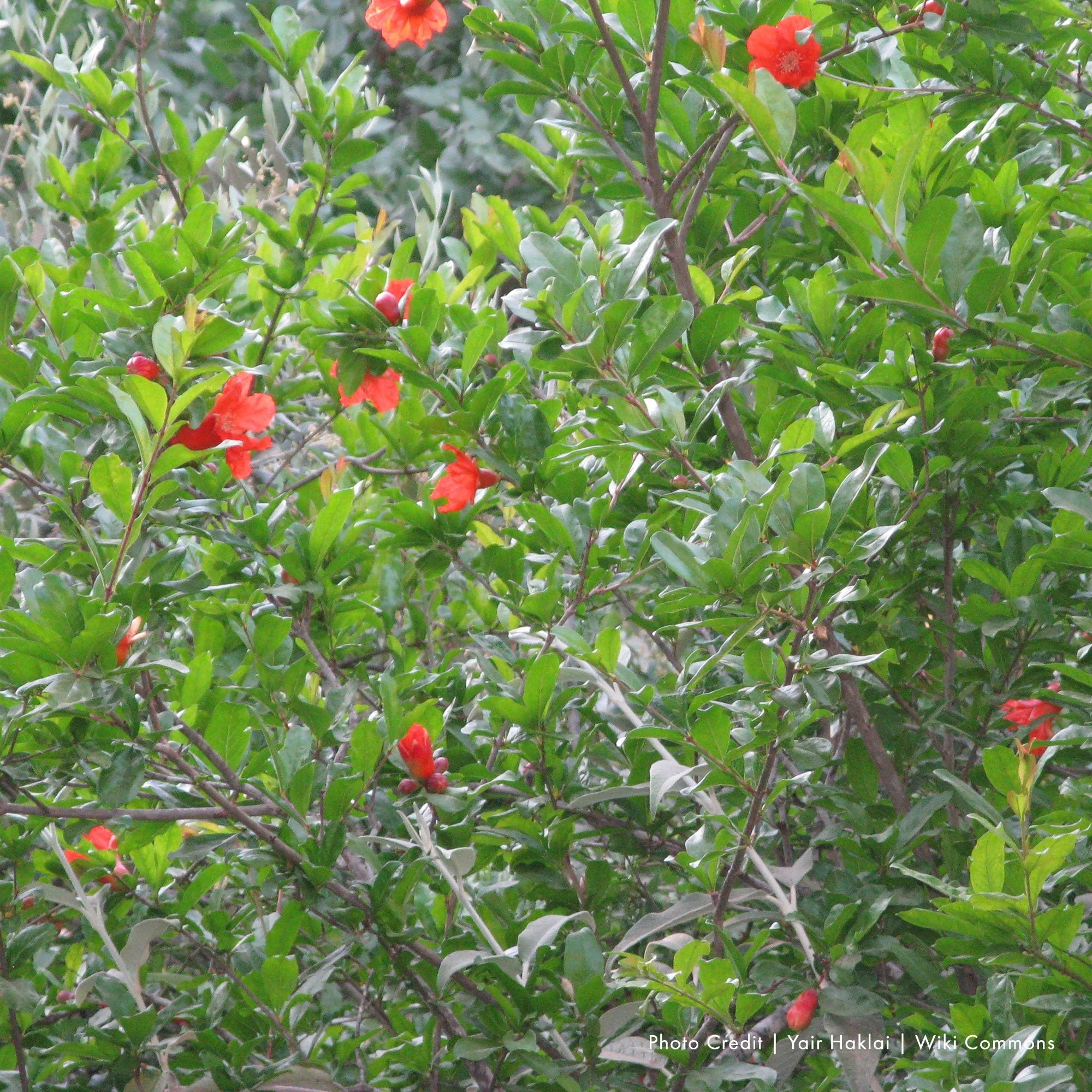 Pomegranate (Punica granatum) - Image 2