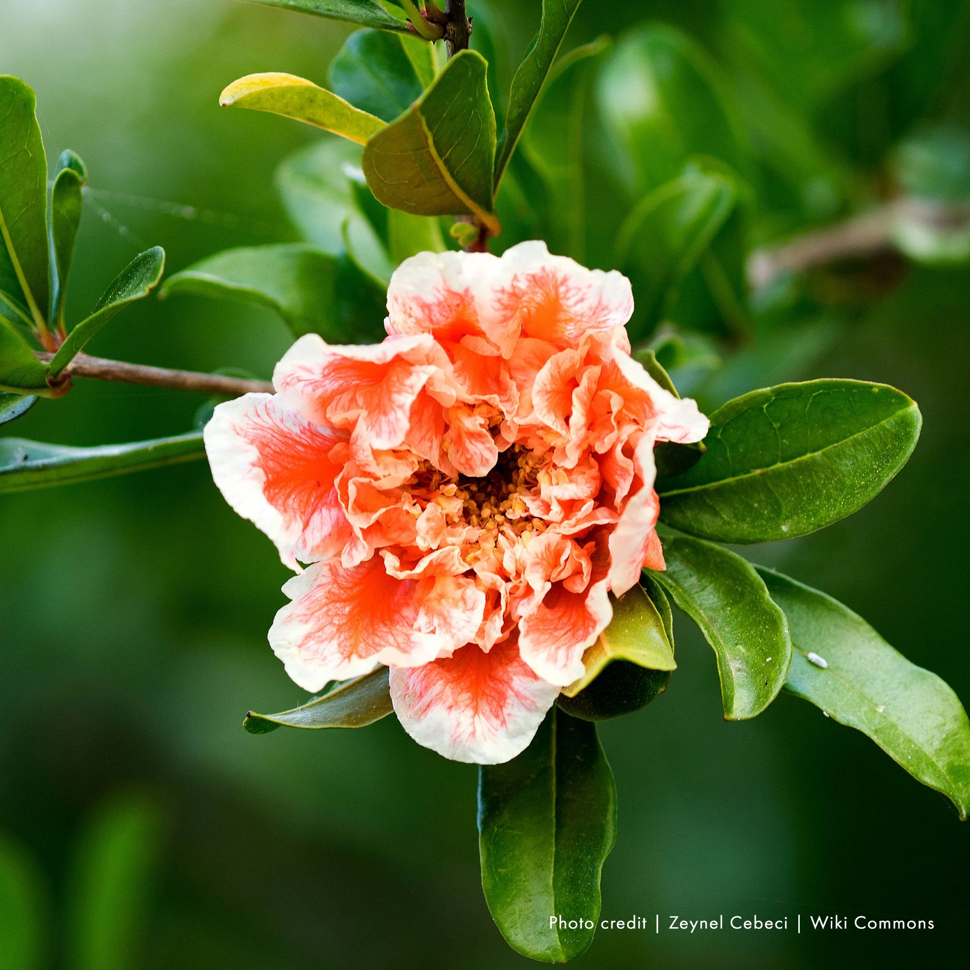 Double Flowering Pomegranate (Punica granatum cv.)