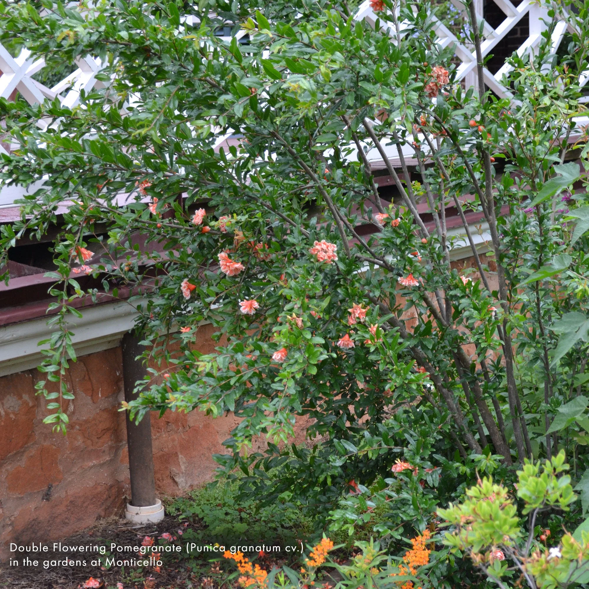 Double Flowering Pomegranate (Punica granatum cv.) - Image 2