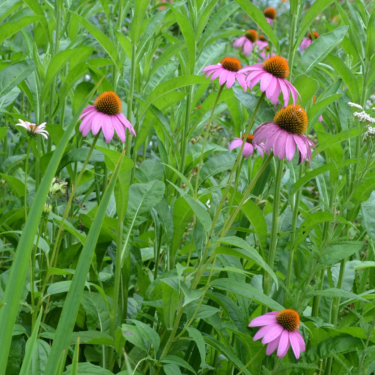 Purple Coneflower (Echinacea purpurea) - Image 3