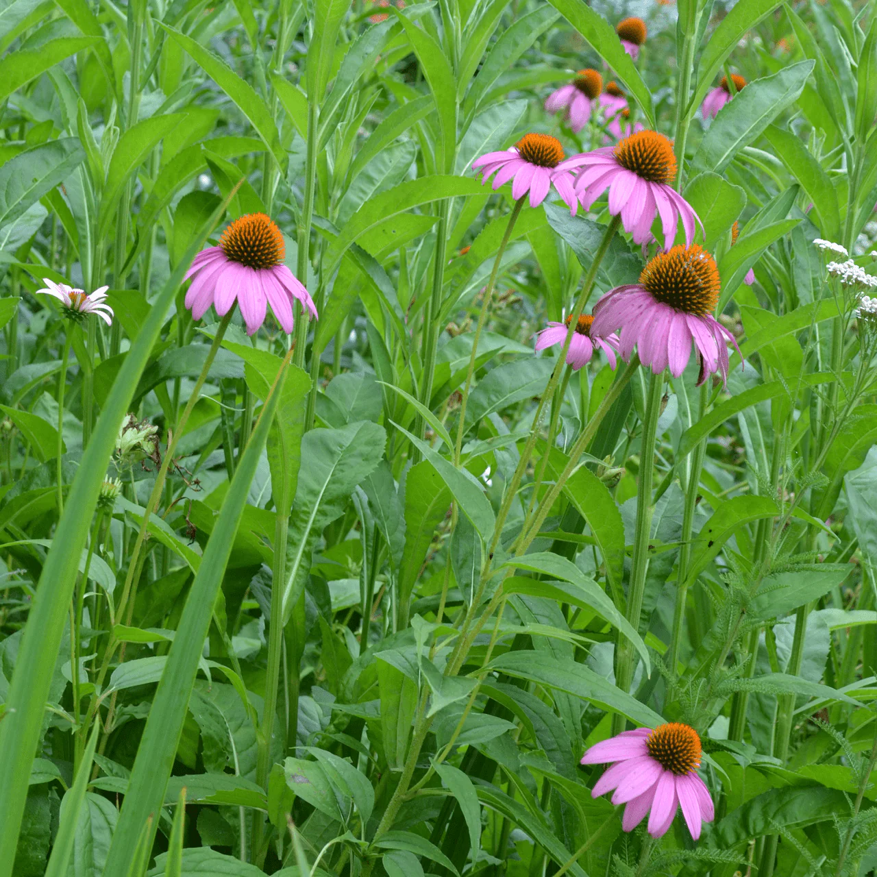 Purple Coneflower Seeds (Echinacea purpurea) - Image 2