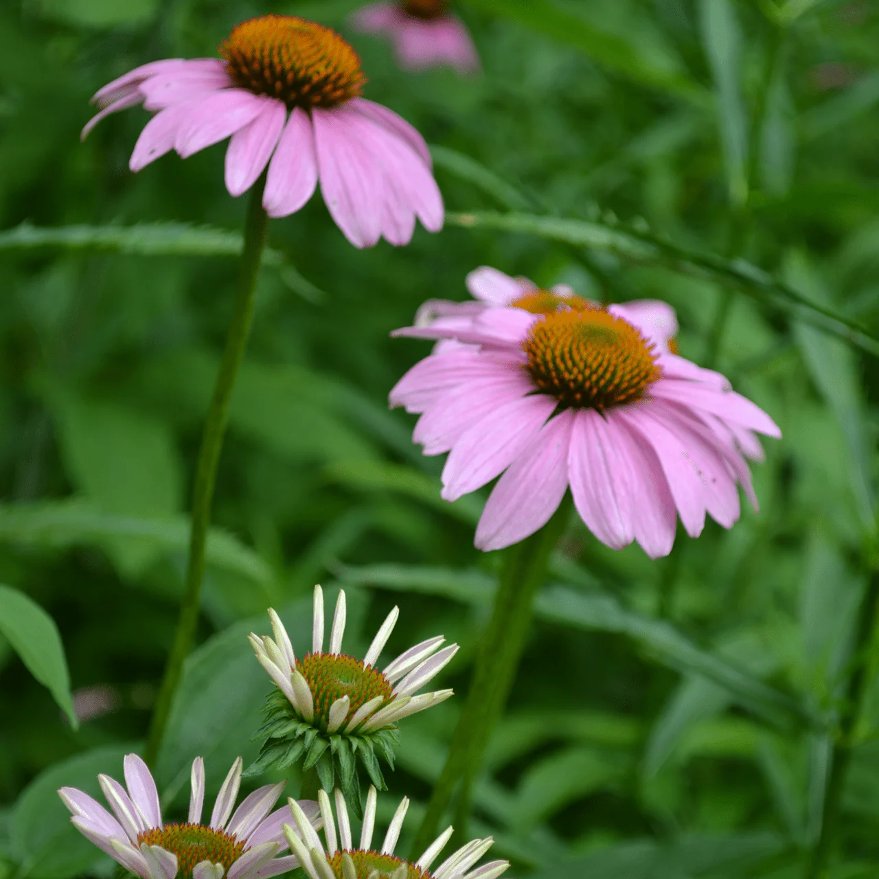 Purple Coneflower Seeds (Echinacea purpurea) - Image 3