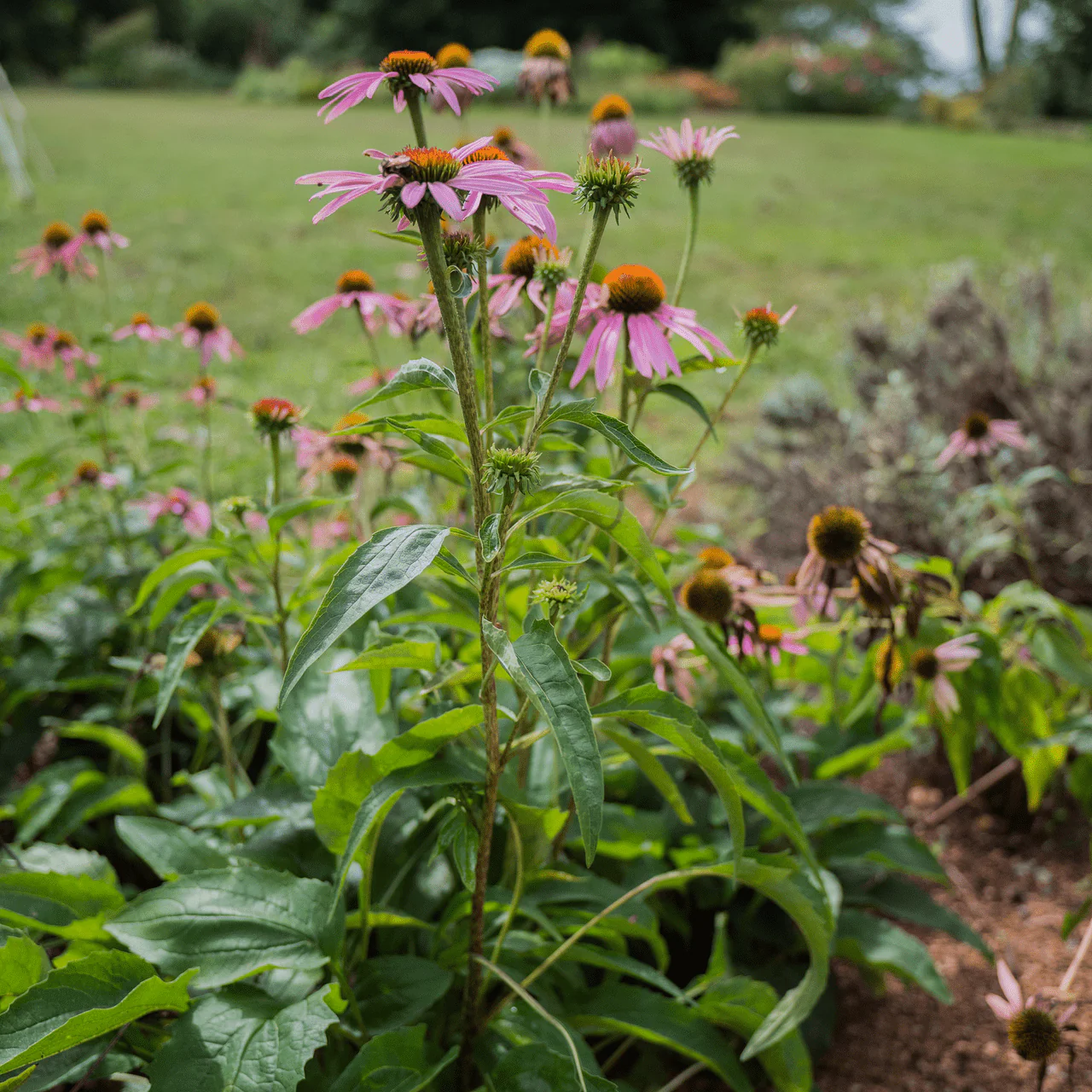 Purple Coneflower Seeds (Echinacea purpurea) - Image 4