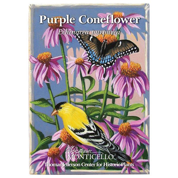 Purple Coneflower Seeds (Echinacea purpurea) - Image 5