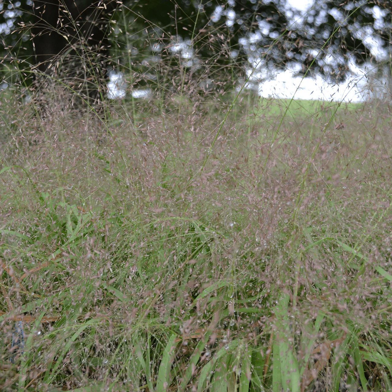 Purple Lovegrass (Eragrostis spectabilis) - Image 2