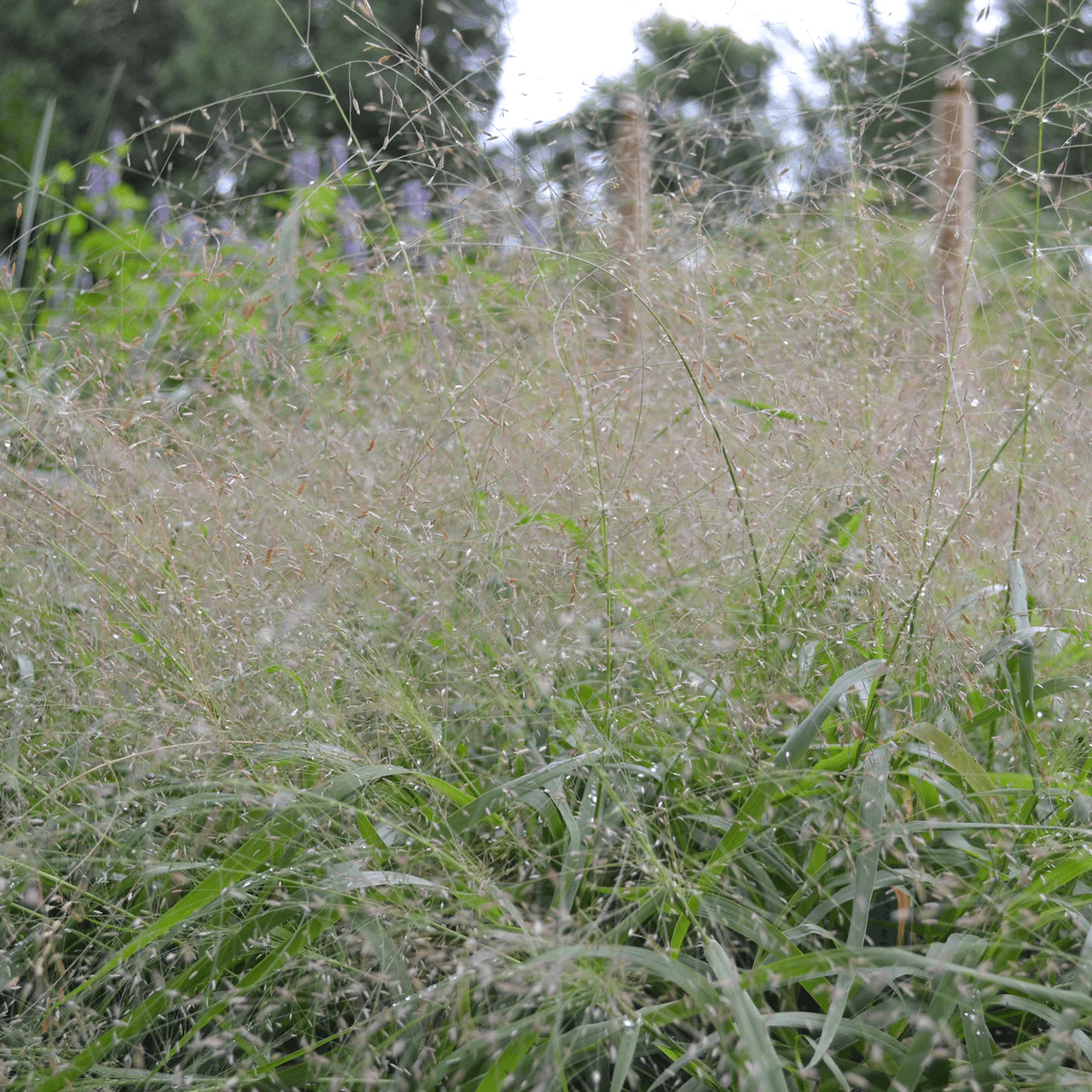 Purple Lovegrass (Eragrostis spectabilis) - Image 3