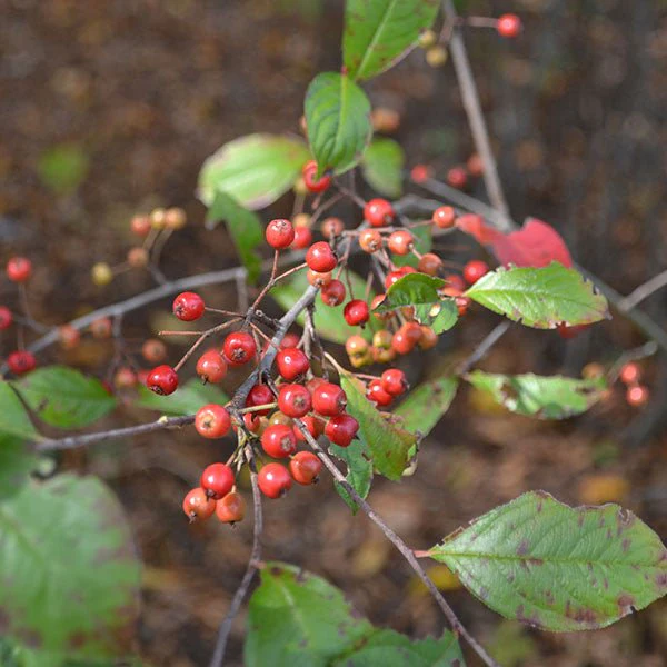 Red Chokeberry (Aronia arbutifolia) - Image 2
