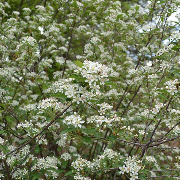 Red Chokeberry (Aronia arbutifolia) - Image 3