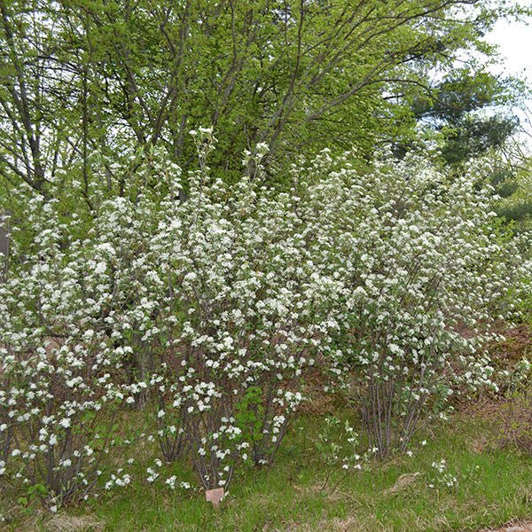 Red Chokeberry (Aronia arbutifolia) - Image 4