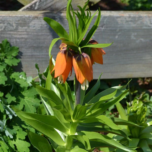 Red Crown Imperial Lily (Fritillaria imperialis 'Rubra Maxima') - Image 2