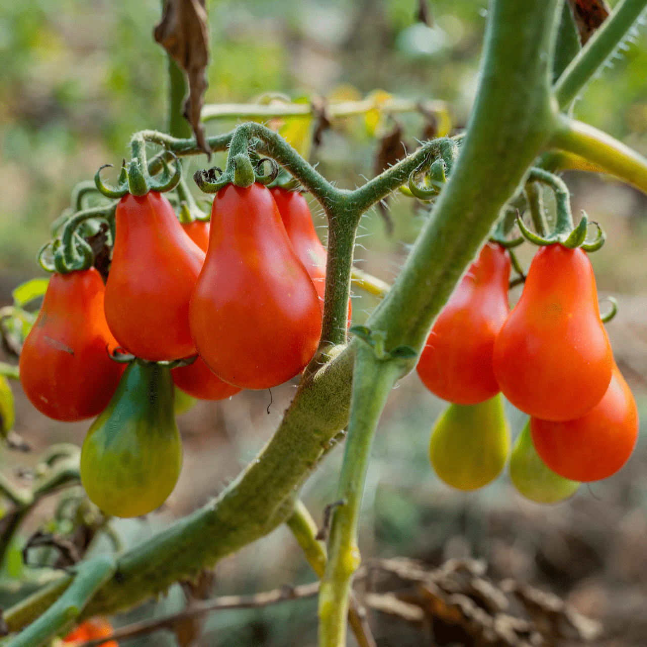 Red Fig Tomato Seeds (Solanum lycopersicum cv.) - Image 2