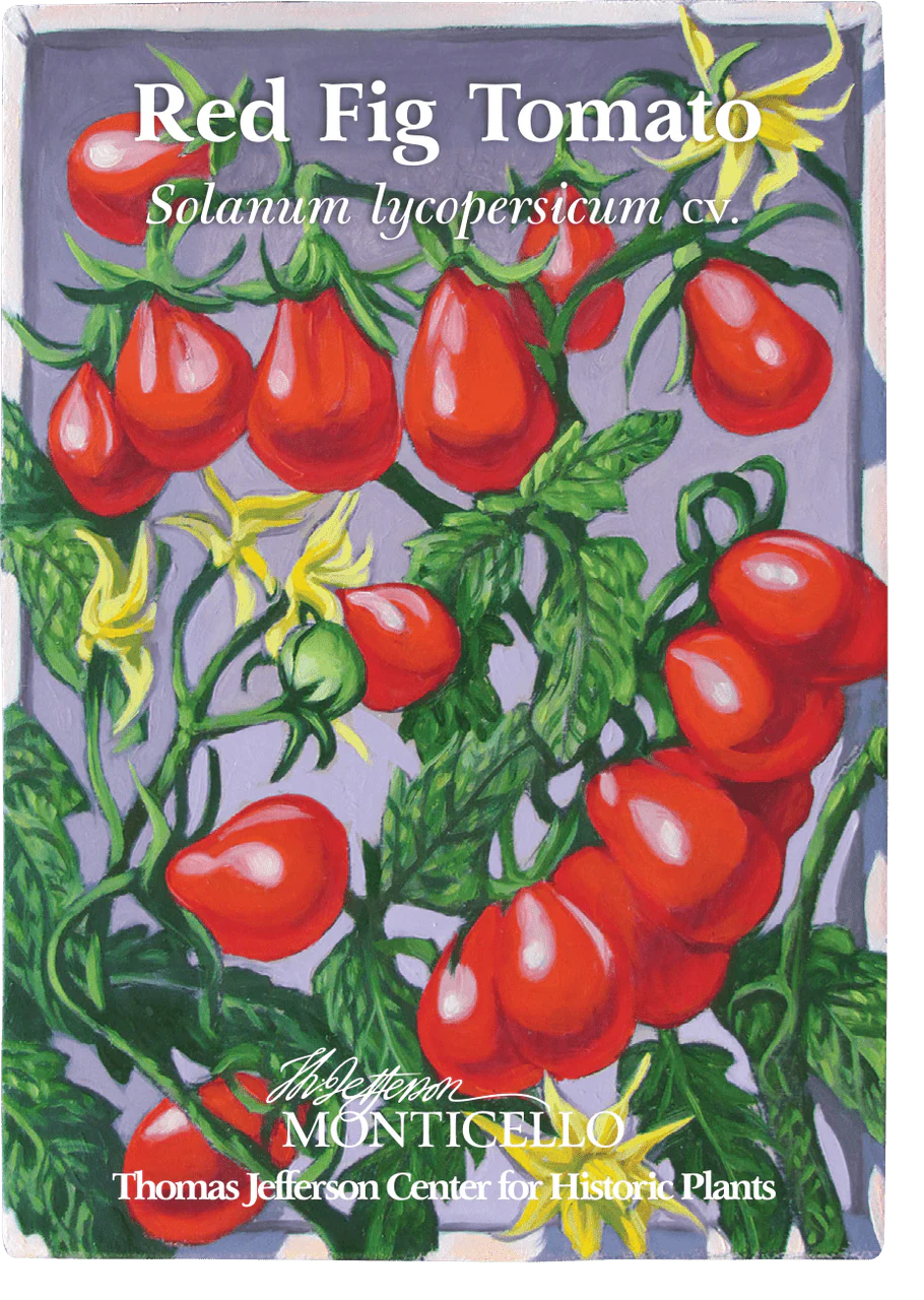 Red Fig Tomato Seeds (Solanum lycopersicum cv.) - Image 3