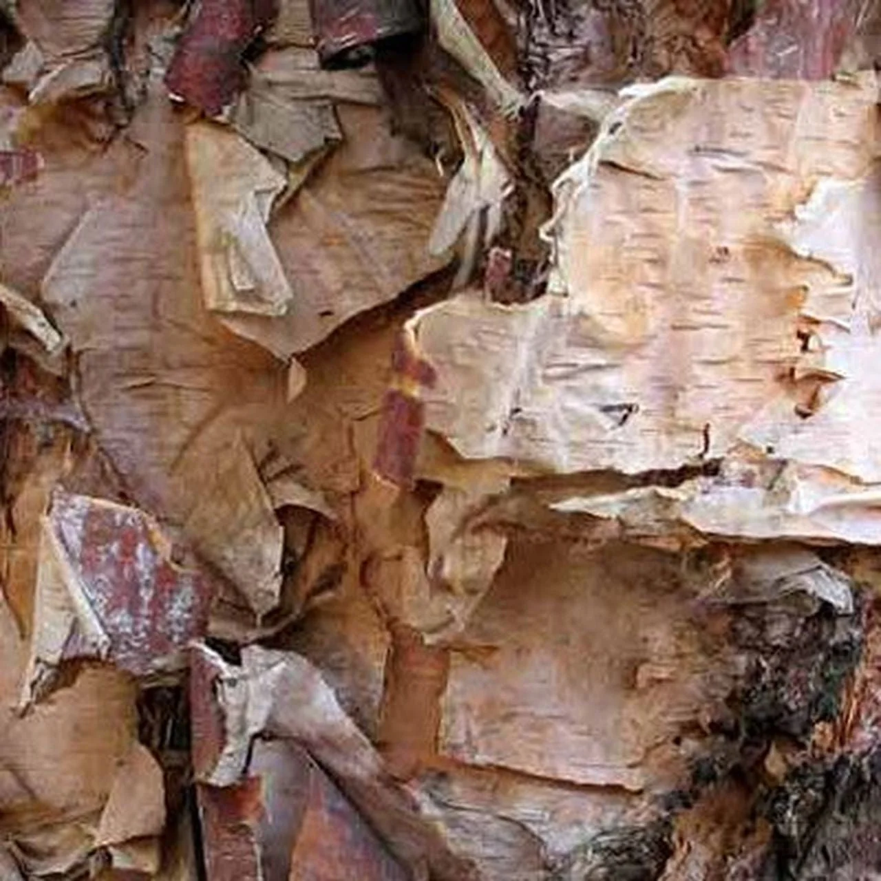 River Birch (Betula nigra) - Image 2