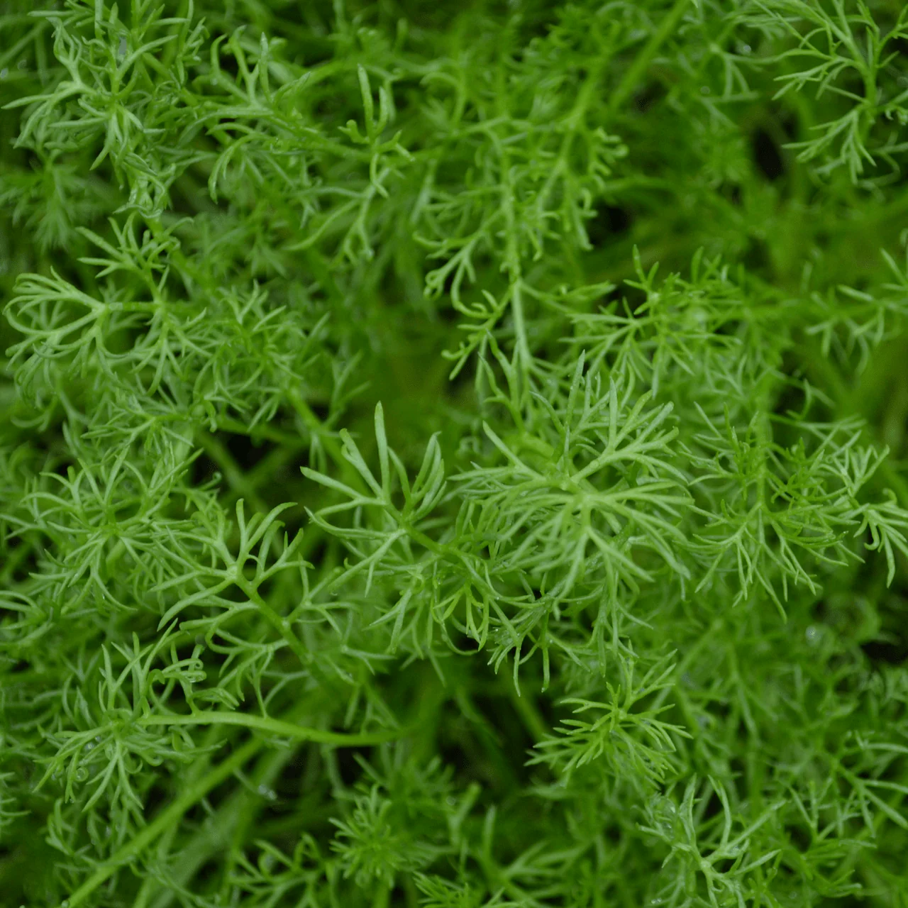 Roman Chamomile Seeds (Chamaemelum nobile) - Image 2