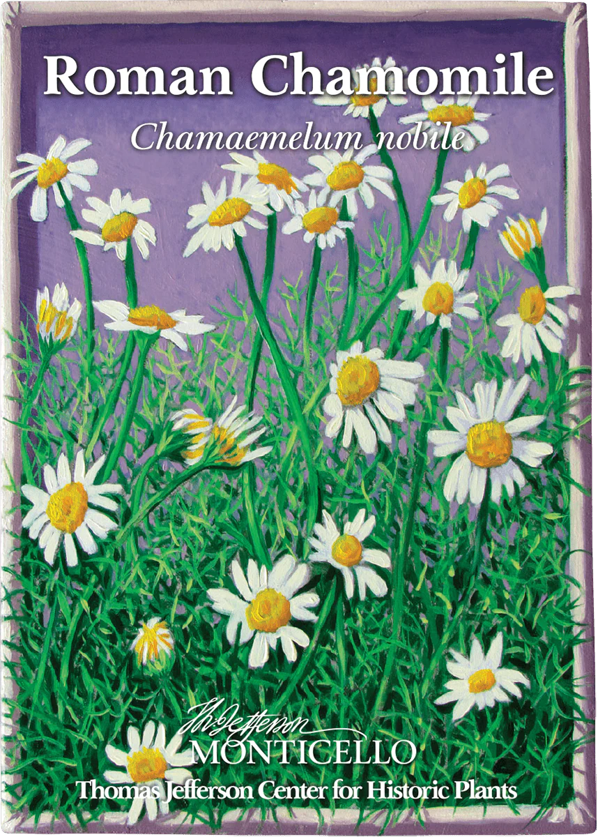 Roman Chamomile Seeds (Chamaemelum nobile) - Image 3