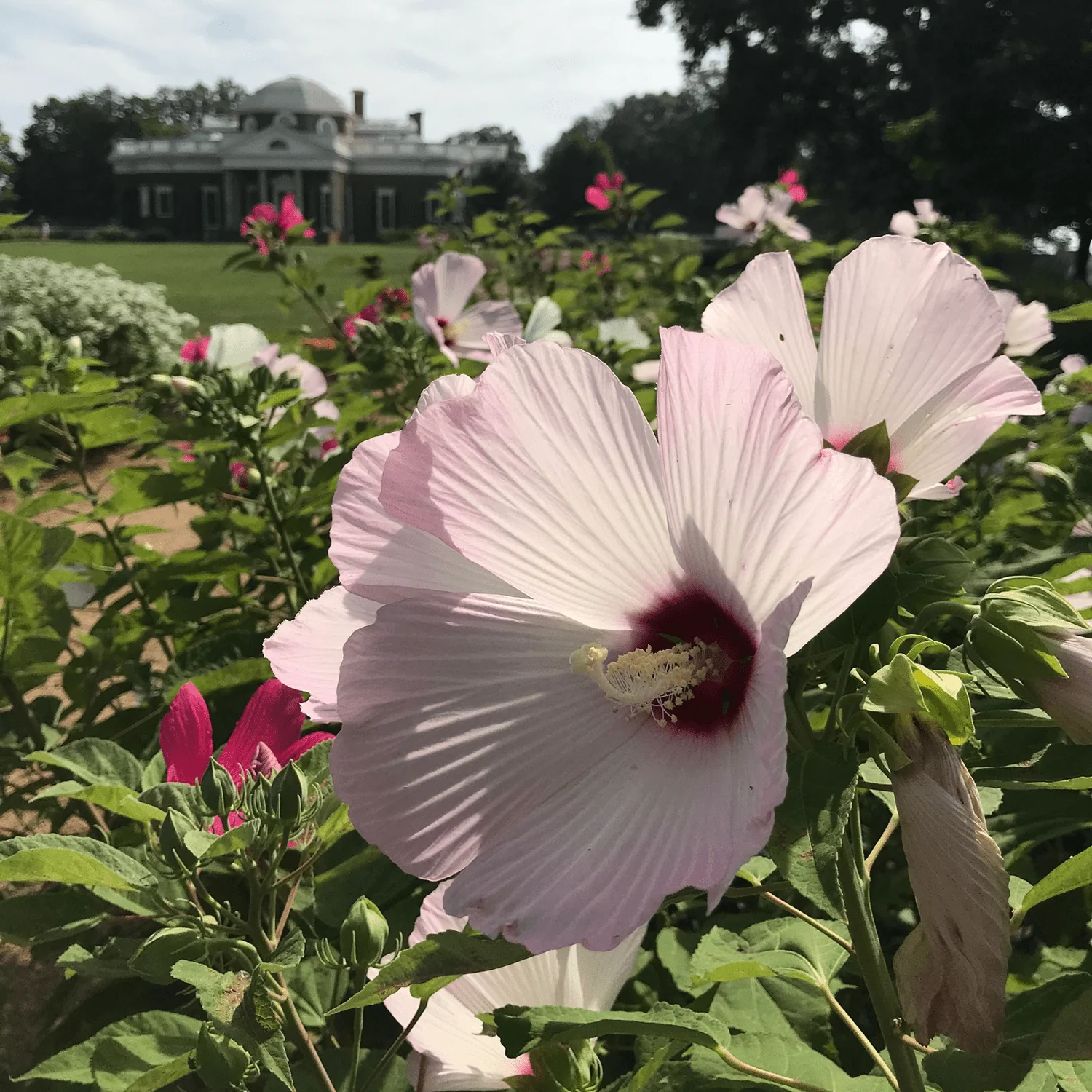 Rose Mallow Seeds (Hibiscus moscheutos) - Image 2