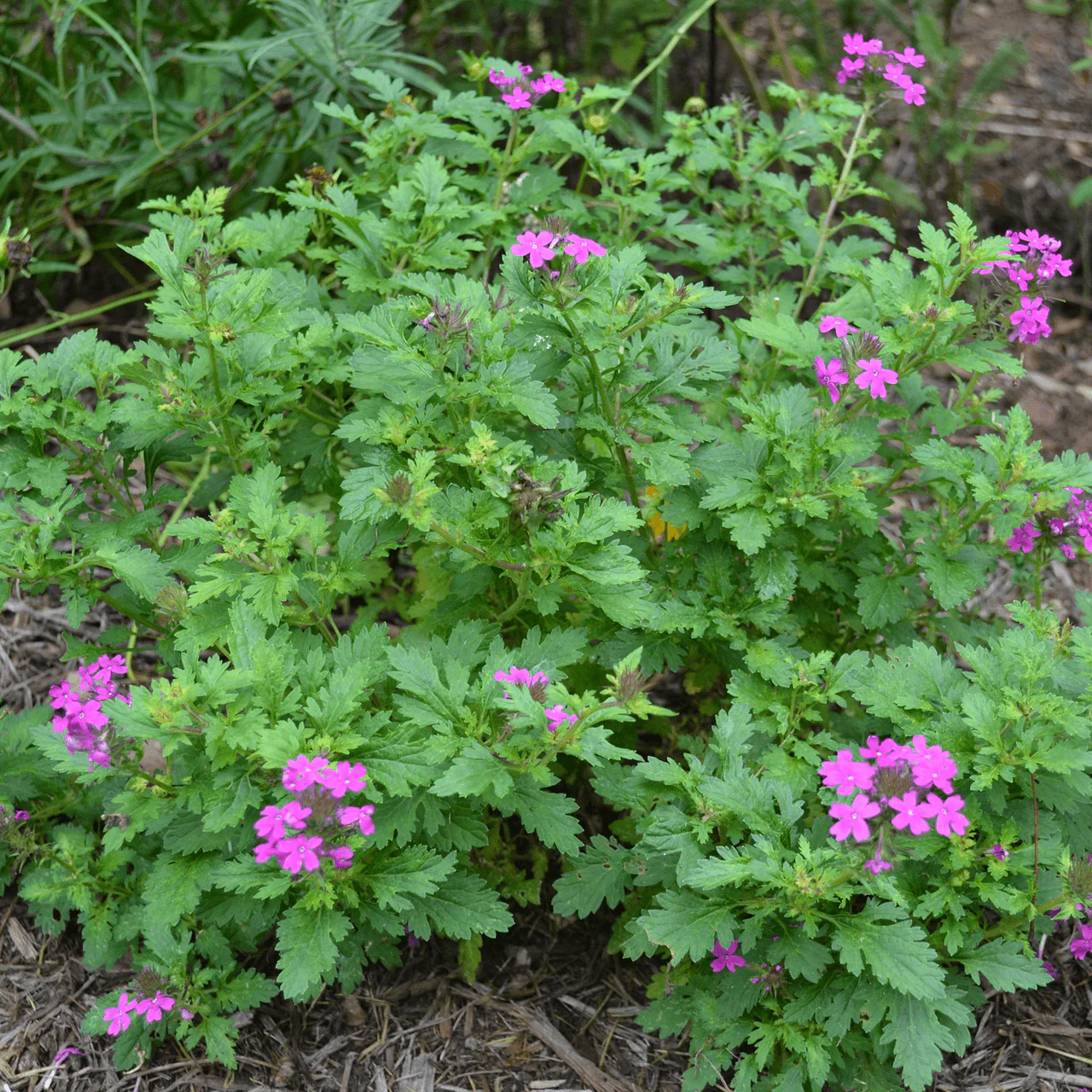 Rose Vervain (Verbena canadensis) - Image 2