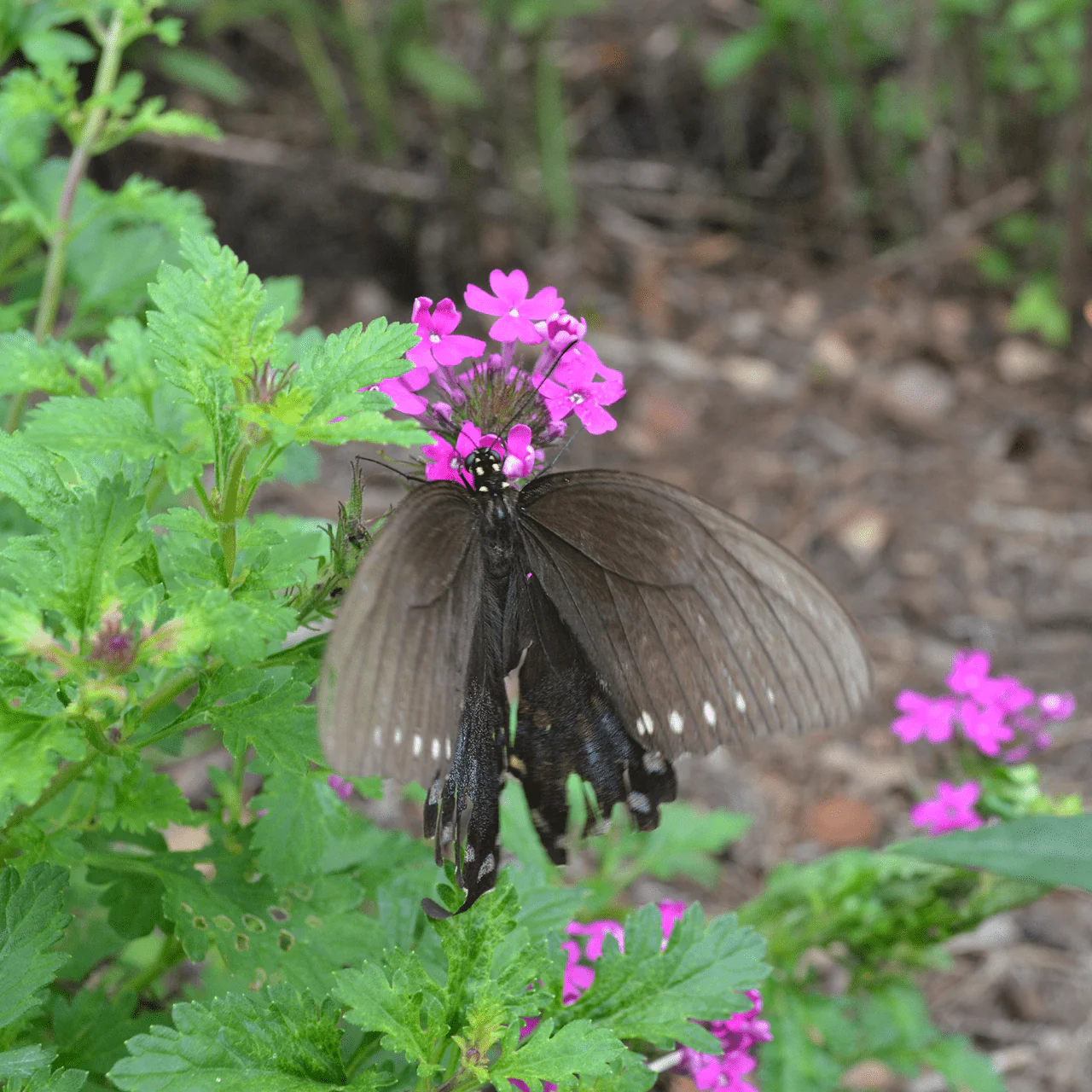Rose Vervain (Verbena canadensis) - Image 3