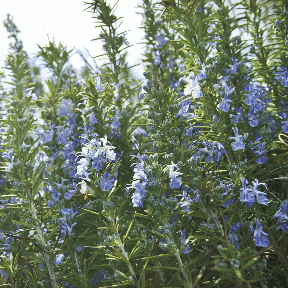 Rosemary Seeds (Rosmarinus officinalis)