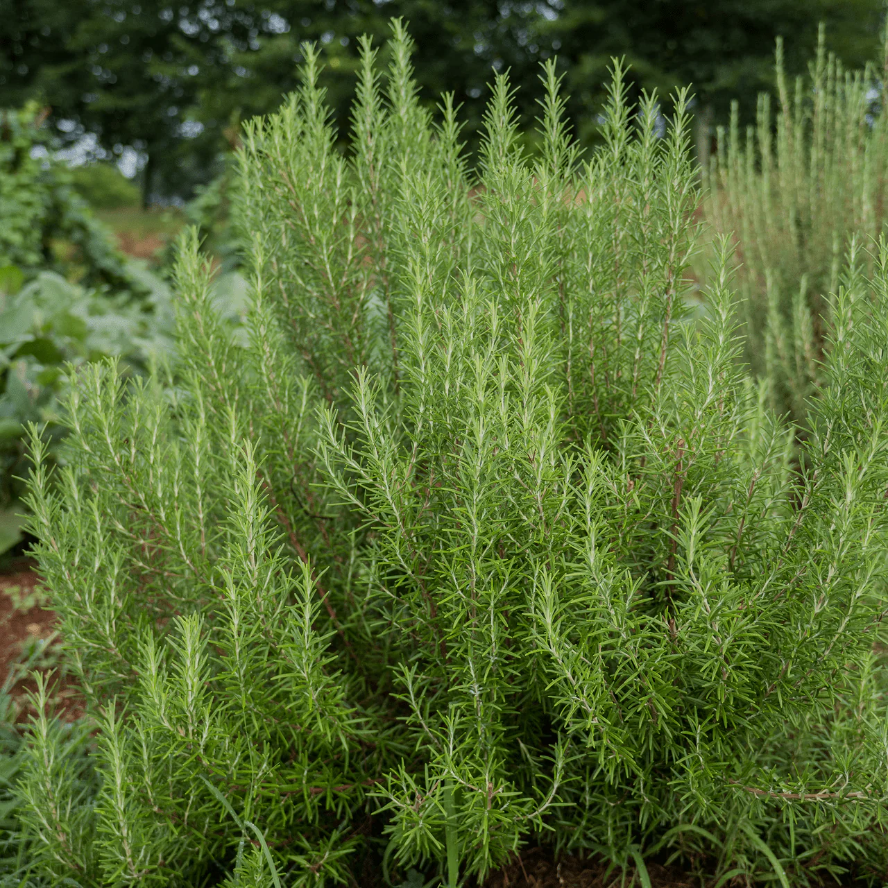 Rosemary Seeds (Rosmarinus officinalis) - Image 2