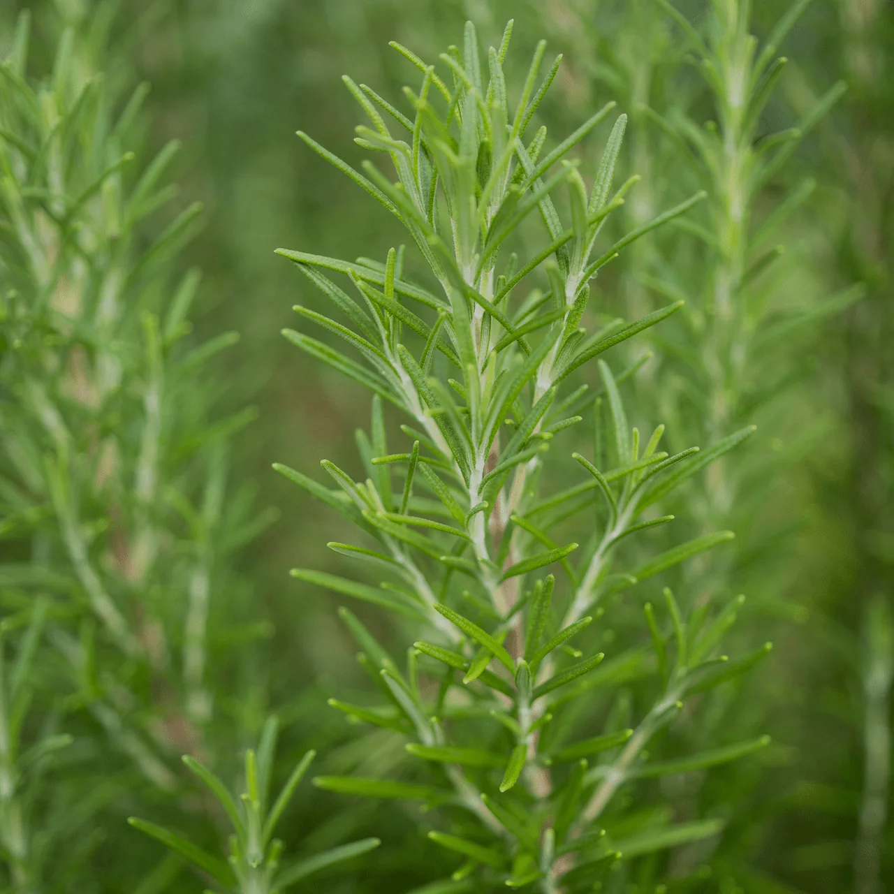 Rosemary Seeds (Rosmarinus officinalis) - Image 3