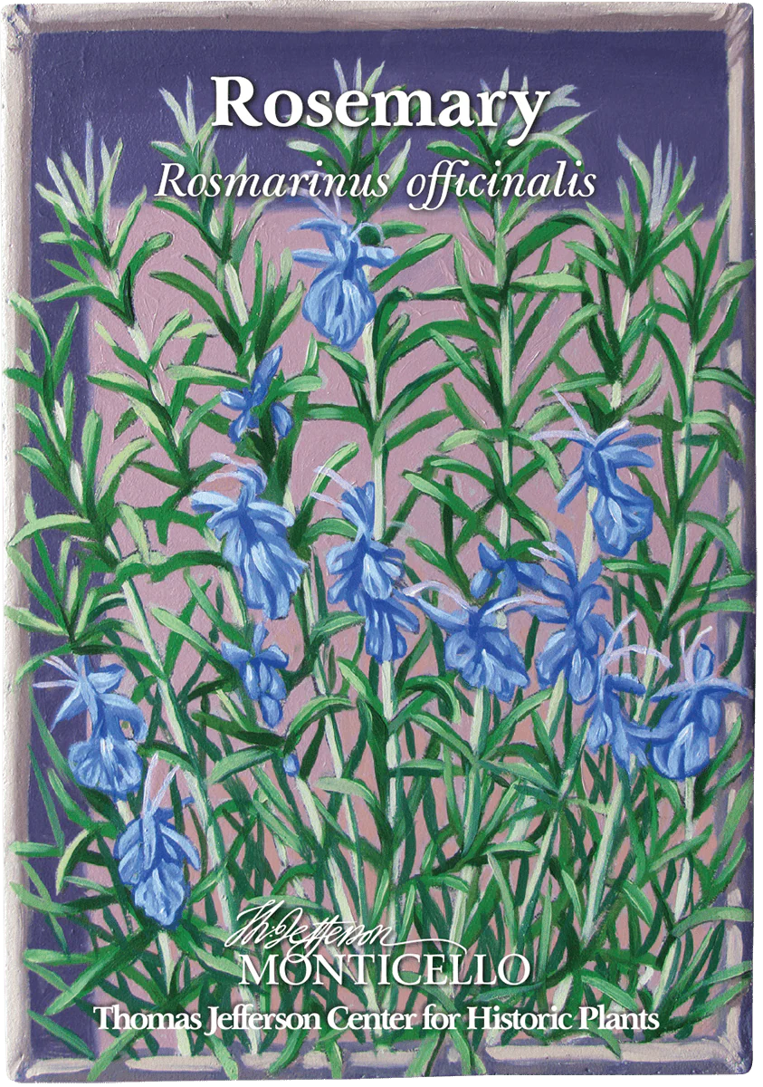 Rosemary Seeds (Rosmarinus officinalis) - Image 4