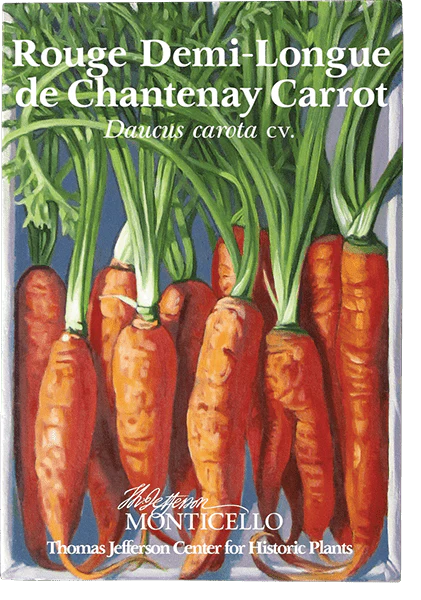 Rouge Demi-Longue de Chantenay Carrot Seeds (Daucus carota cv.) - Image 2