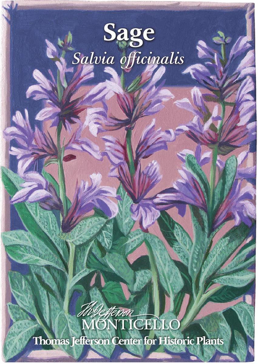 Sage Seeds (Salvia officinalis) - Image 3