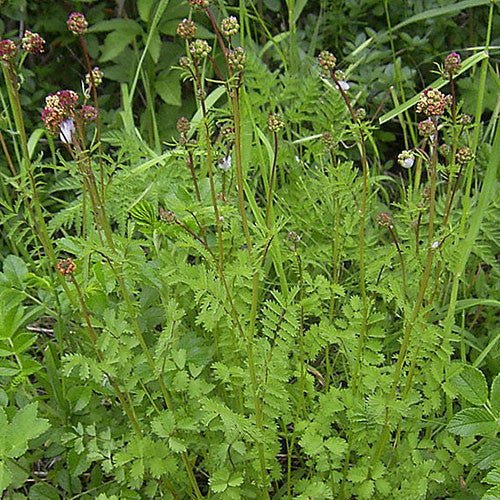 Salad Burnet (Sanguisorba minor)