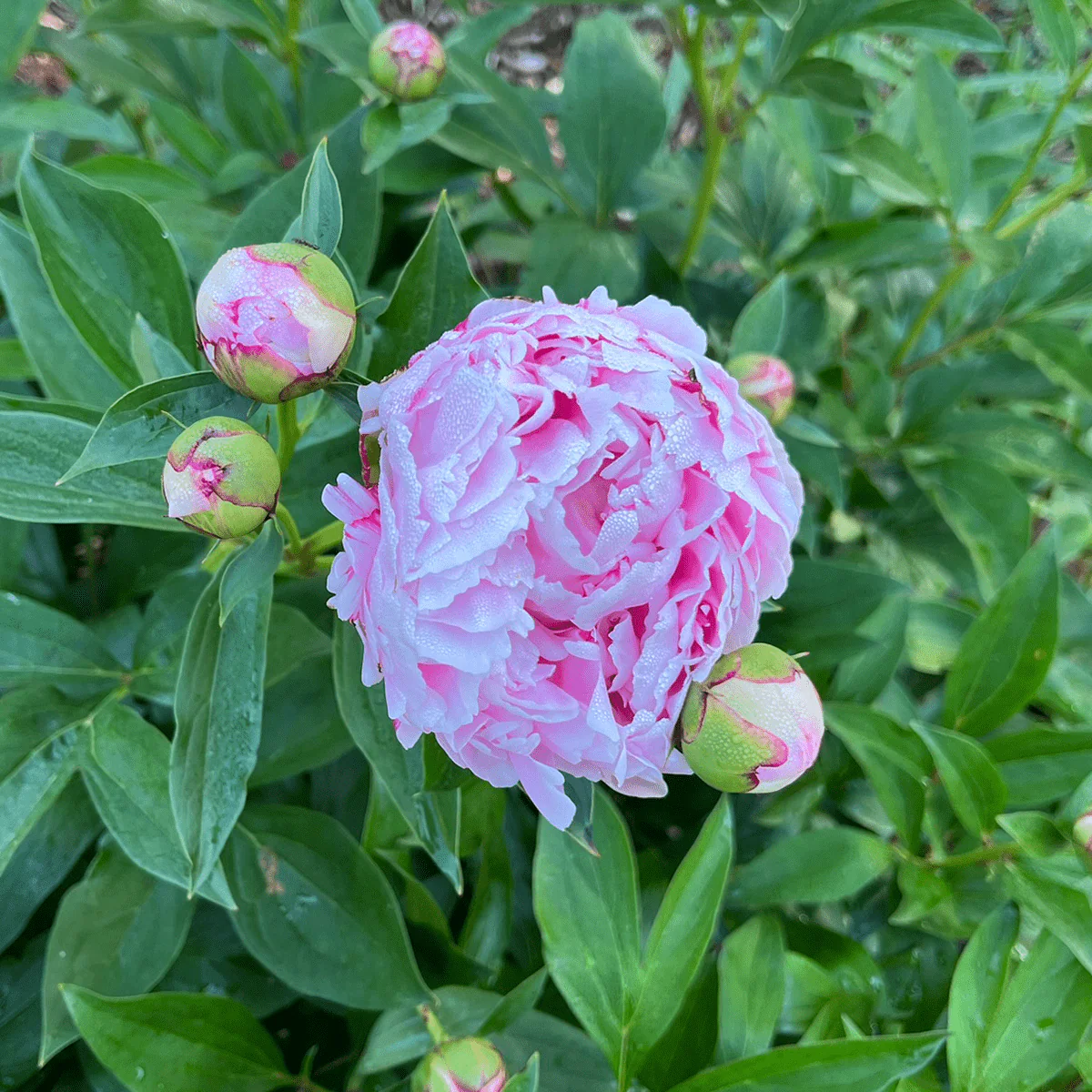 Sarah Bernhardt Peony (Paeonia lactiflora cv.) - Image 2