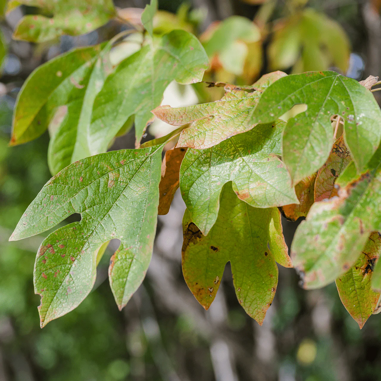 Sassafras (Sassafras albidum) - Image 3